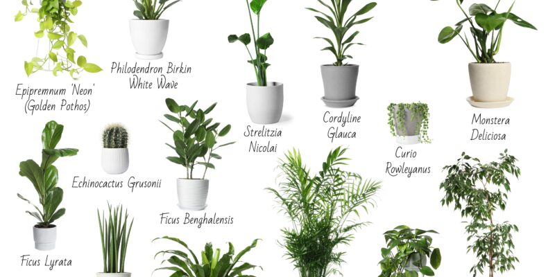 Indoor Plants for a Happier Office_ImageOne Janitorial_Orlando Florida