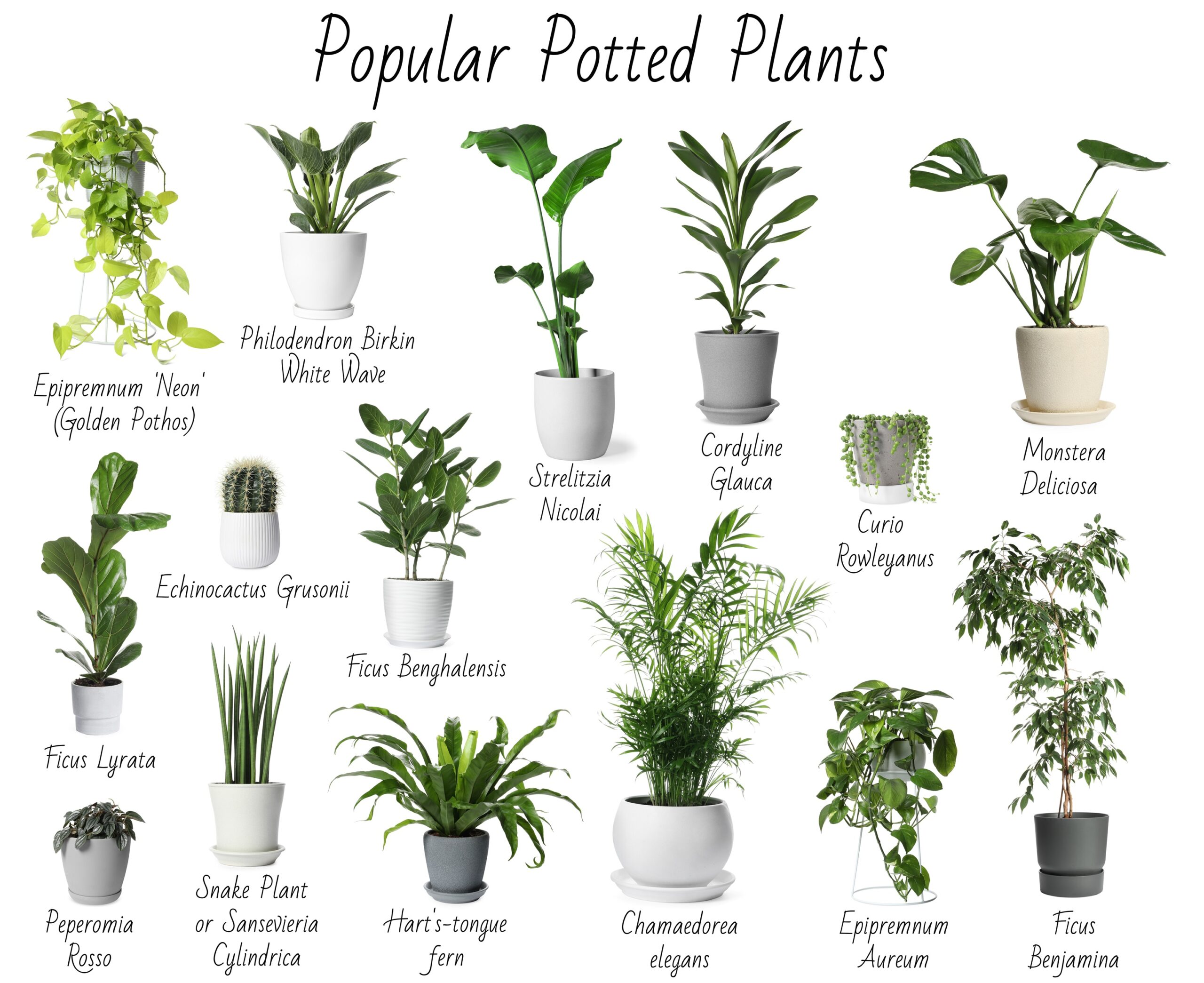 Indoor Plants for a Happier Office_ImageOne Janitorial_Orlando Florida